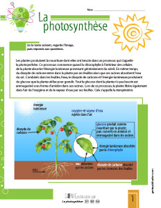 La photosynthèse