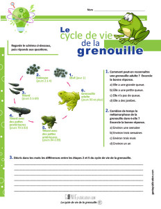 Le cycle de vie de la grenouille