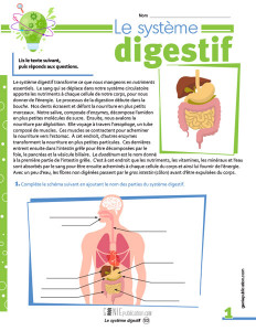 Le système digestif
