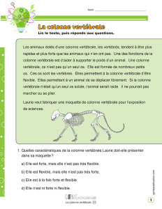 La colonne vertébrale