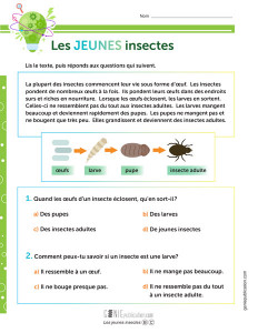 Les jeunes insectes