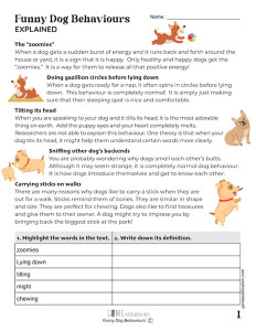 Funny dog behaviours explained