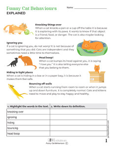 Funny cat behaviours explained