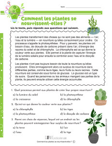 Comment les plantes se nourrissent-elles ?