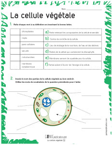 La cellule végétale