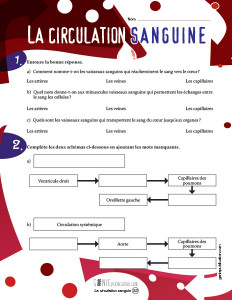 La circulation sanguine