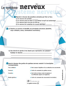 Le système nerveux