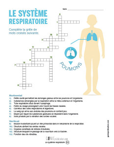 Le système respiratoire