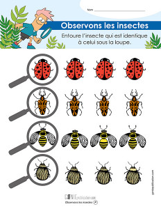 Observons les insectes