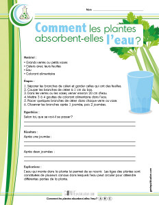 Comment les plantes absorbent-elles l'eau ?
