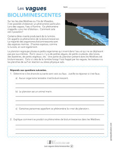 Les vagues bioluminescentes